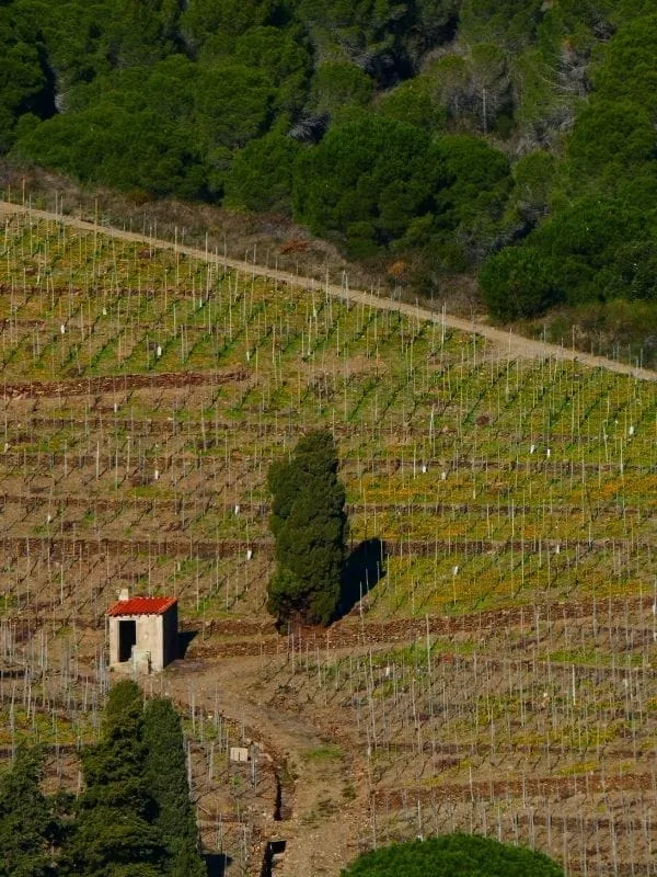Banyuls-sur-Mer : entre plage familiale et vignes en terrasses